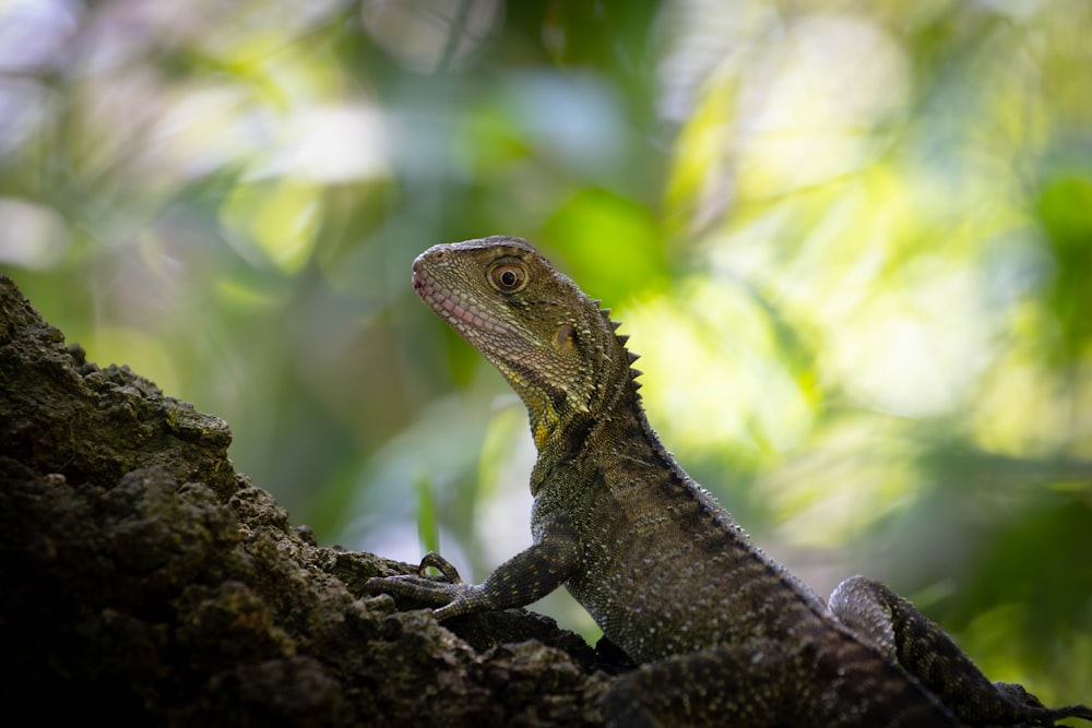 a lizard is sitting on a tree branch