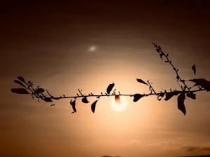the sun is setting behind a tree branch