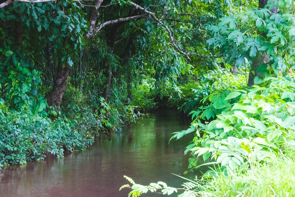 a river running through a lush green forest