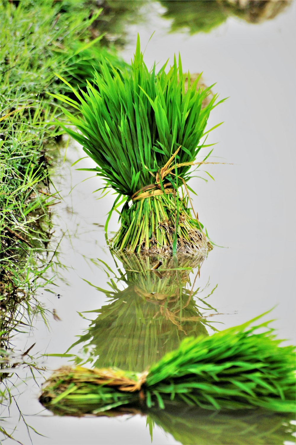 a couple of plants that are in some water