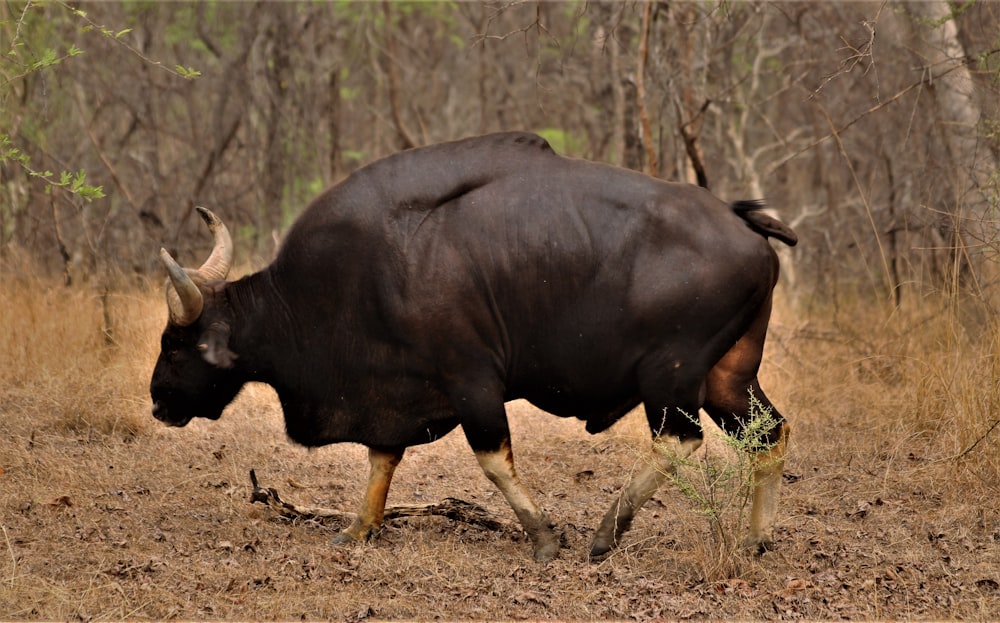 a large bull walking through a dry grass field