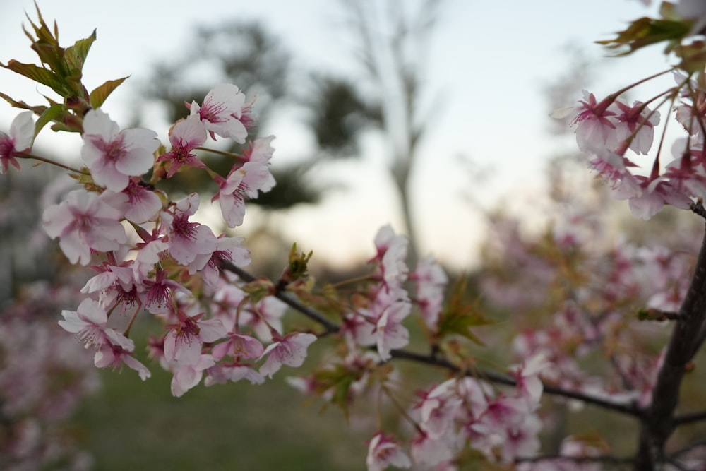 a close up of some pink flowers on a tree