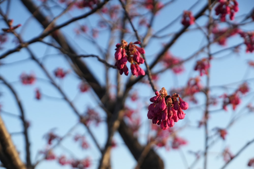 a tree with pink flowers in front of a blue sky