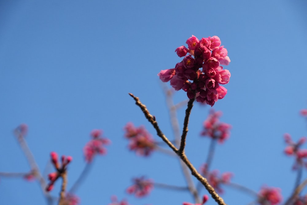 a pink flower is blooming on a tree branch