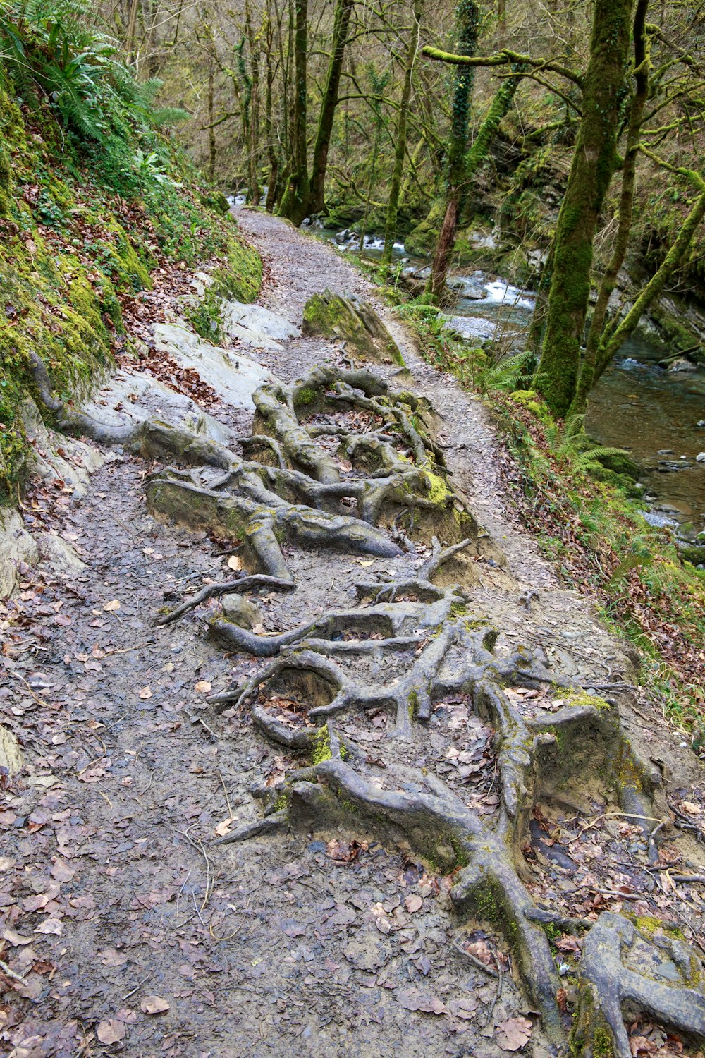a trail in the woods with a bunch of tree roots on it