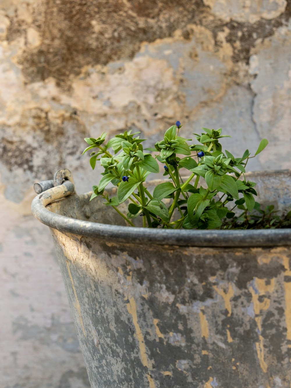 a potted plant with a bird sitting on top of it