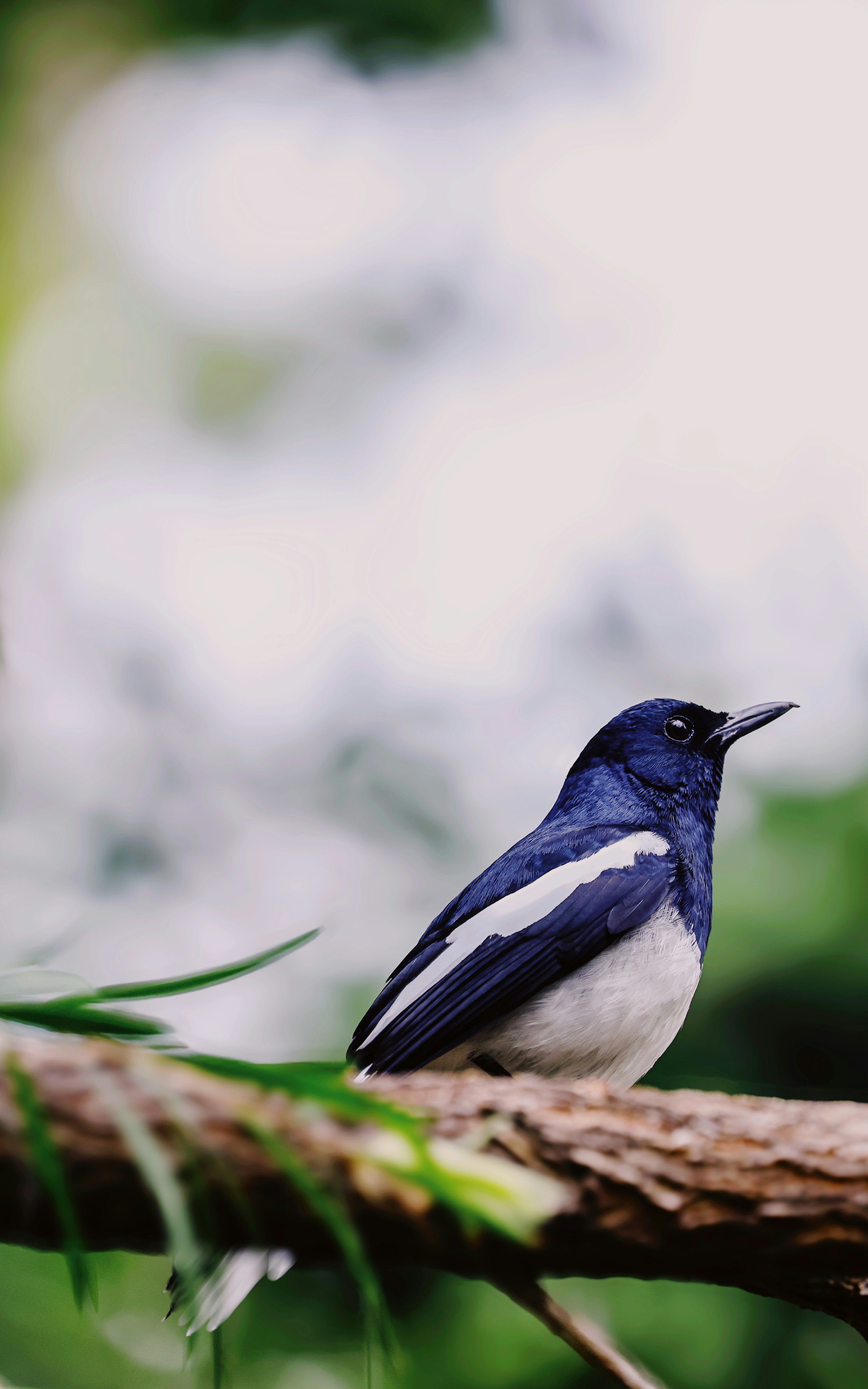 Photo by dickenslin76