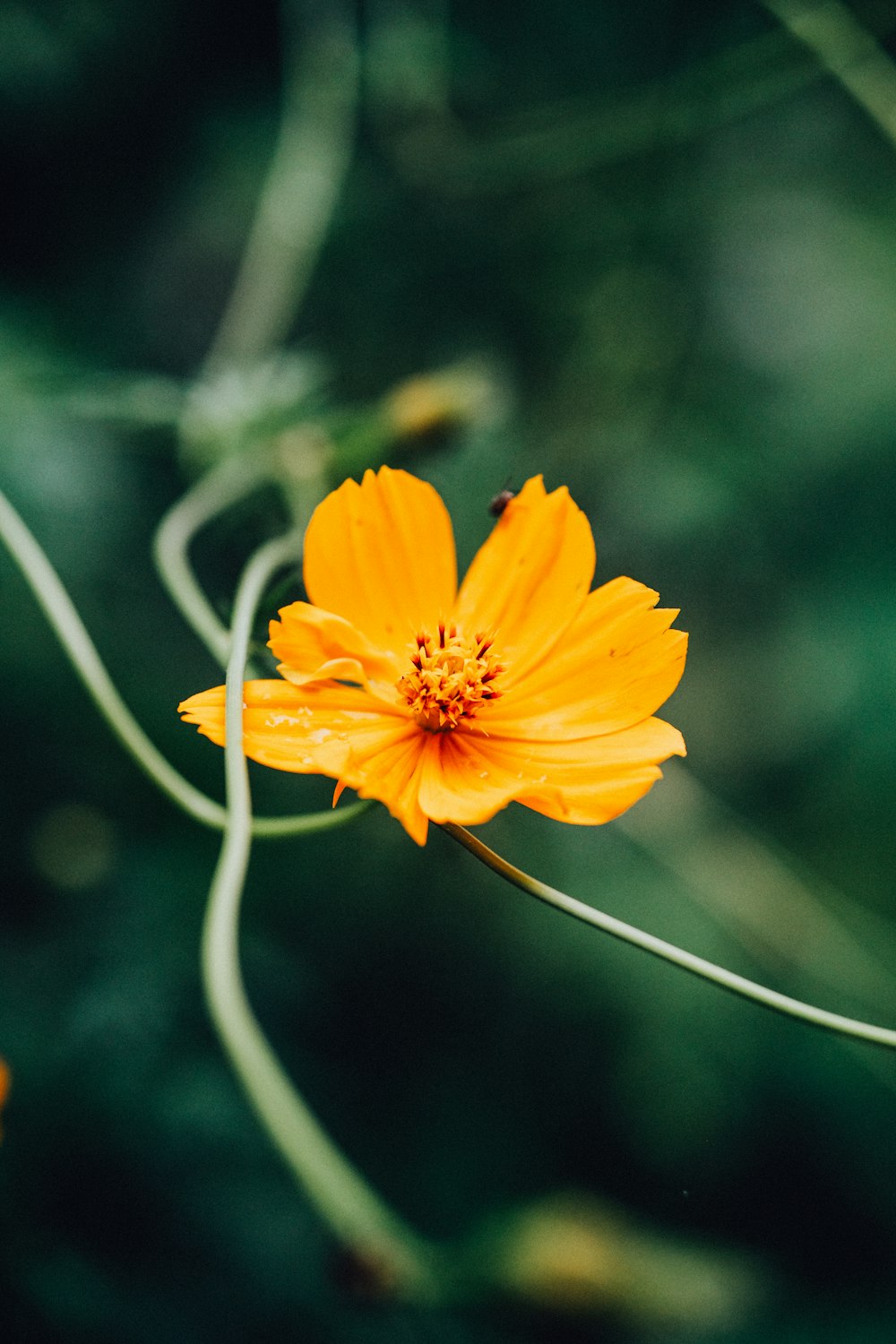 a yellow flower with a green background