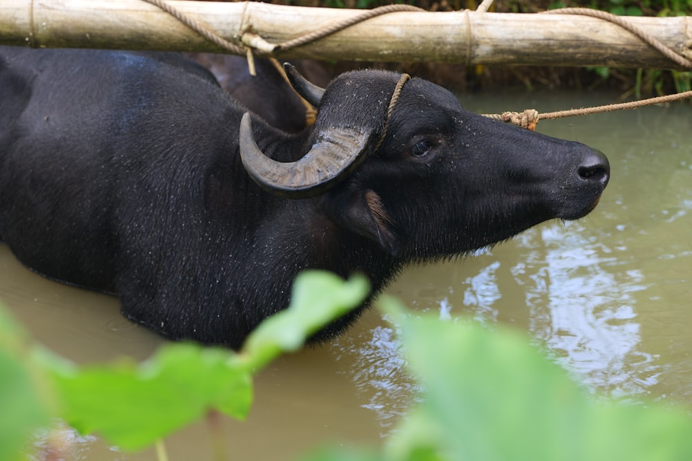 a black bull with large horns in a body of water