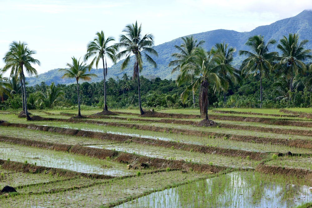 a rice field with palm trees and mountains in the background