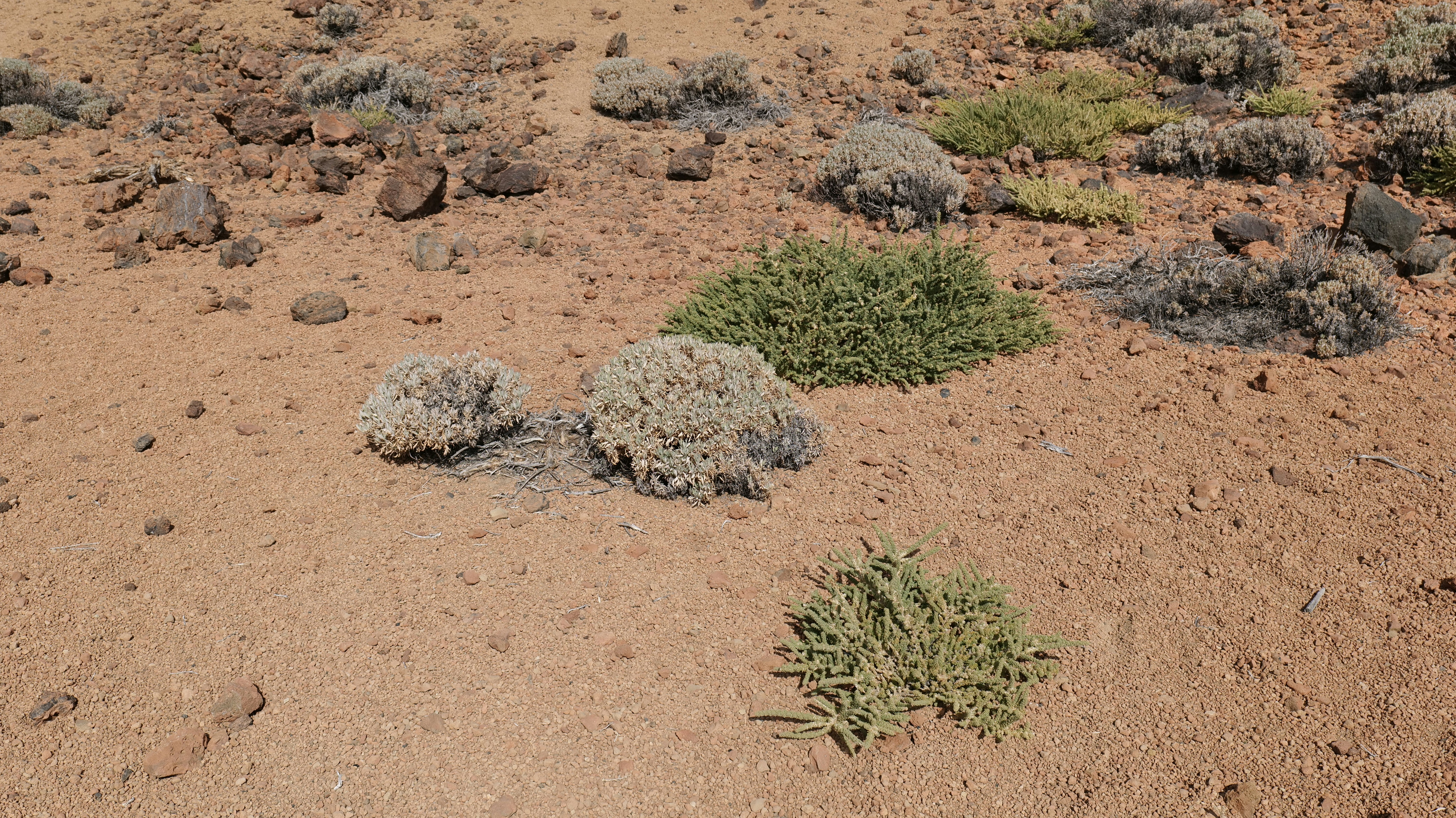 Photo by trisolarian