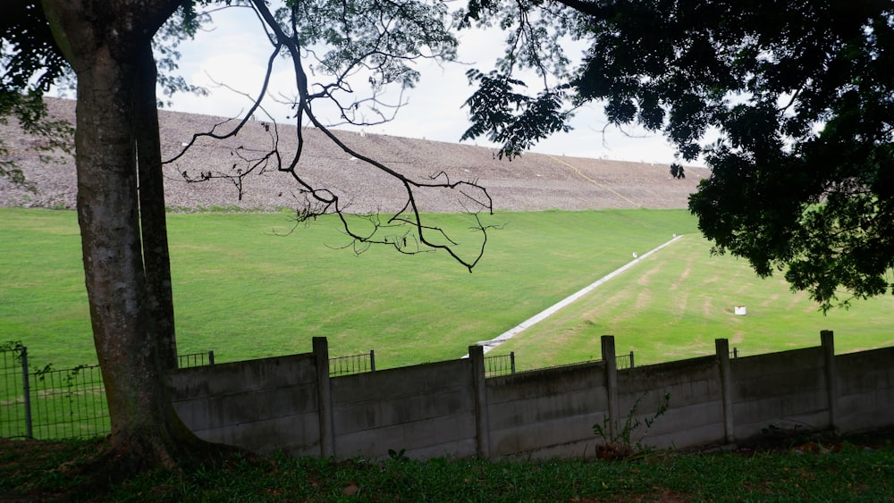 a grassy field with a fence and trees