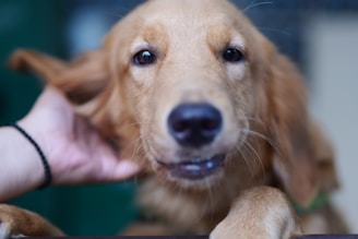 a close up of a person petting a dog