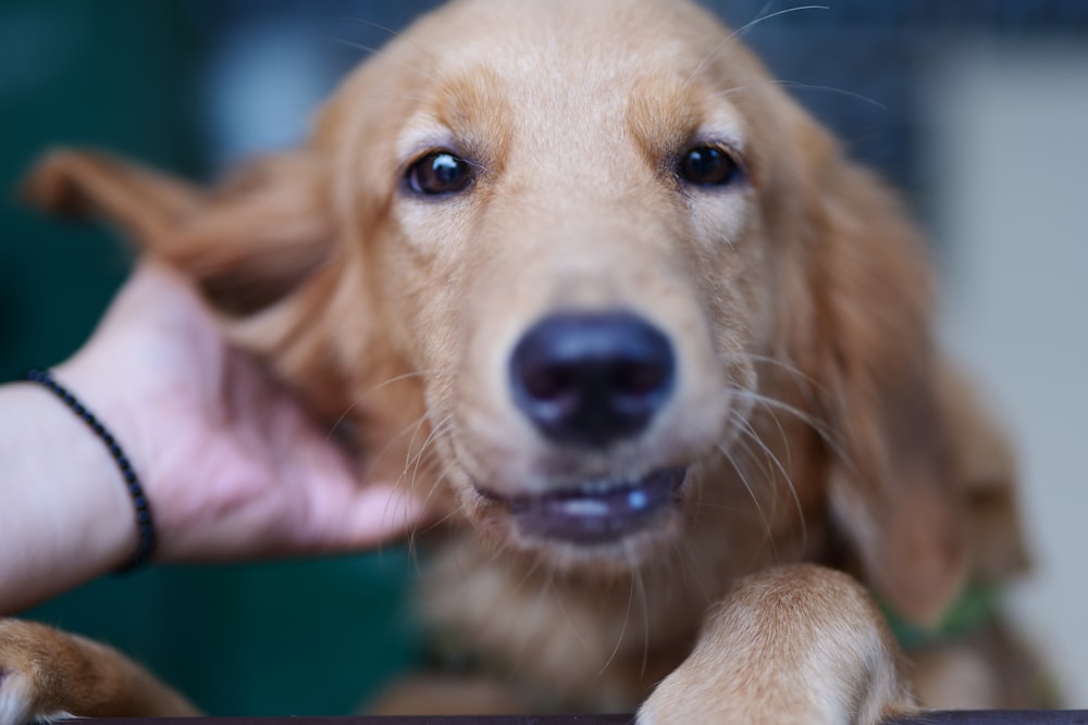 a close up of a person petting a dog