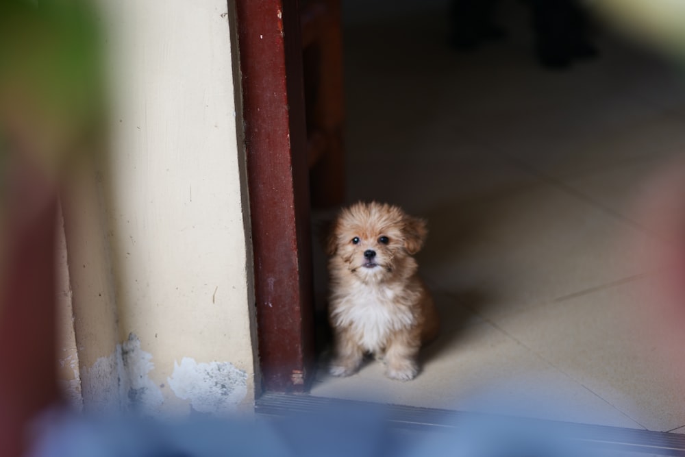 a small brown dog sitting in front of a door