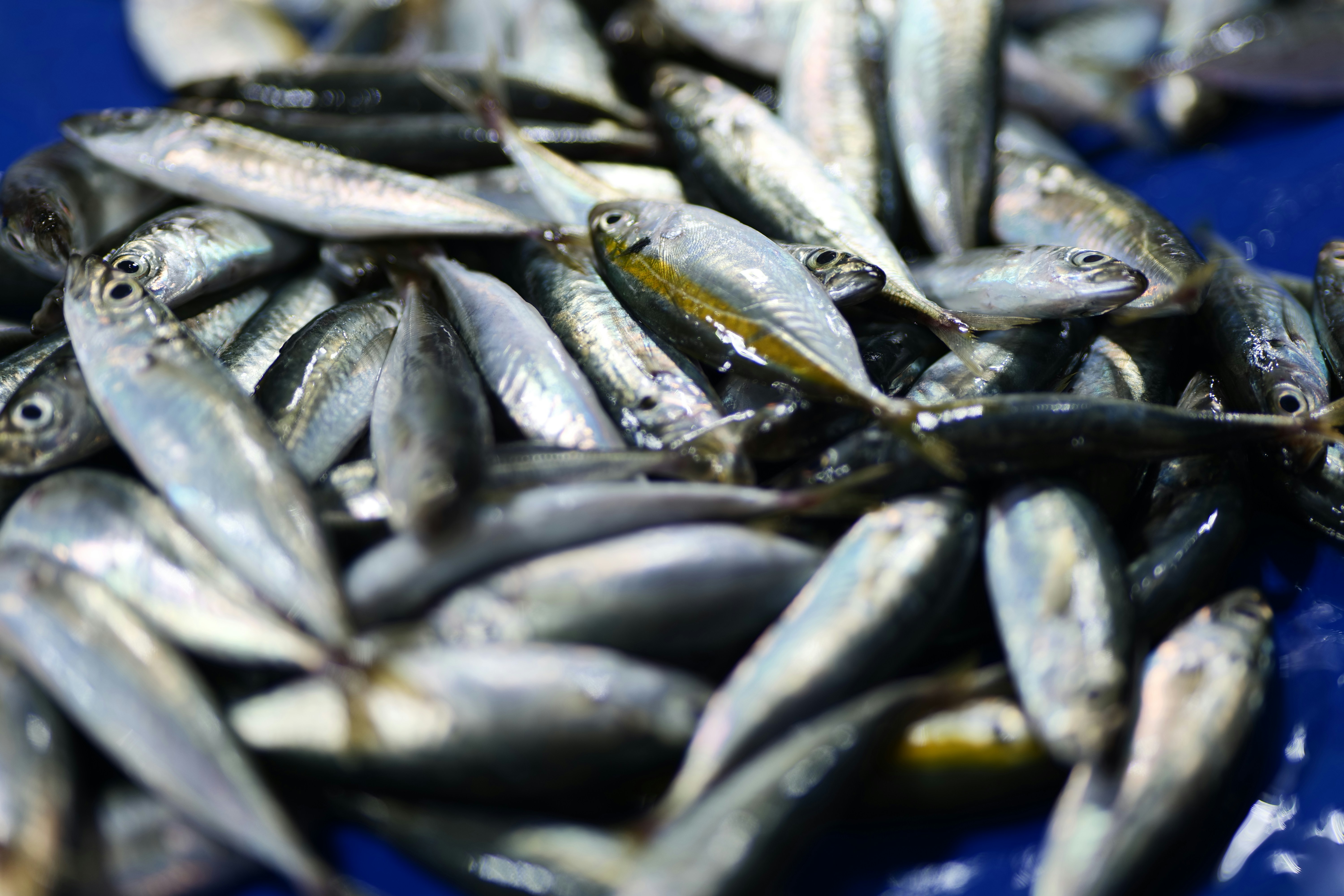 a bunch of small fish on a blue plate