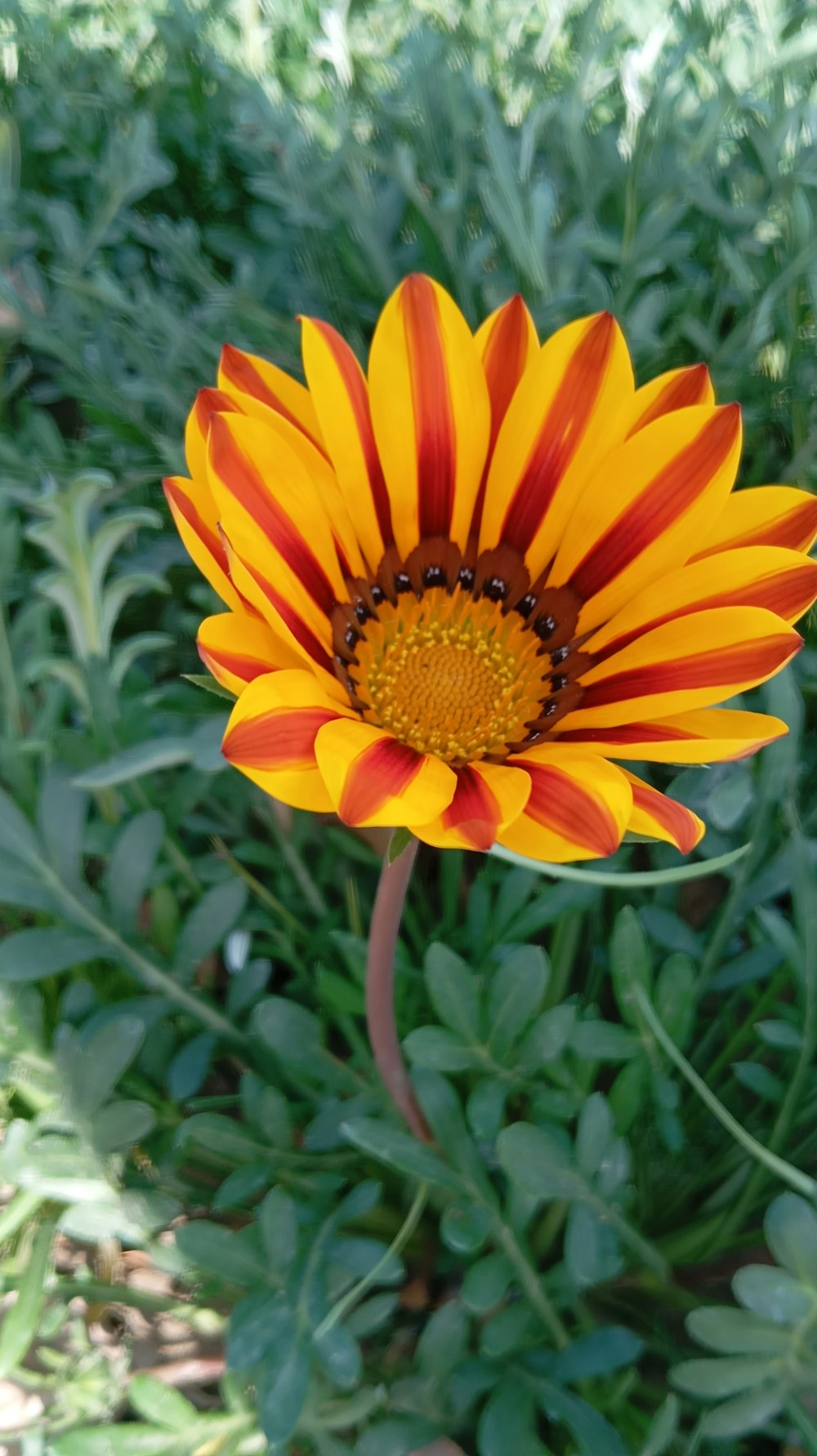 a yellow and red flower sitting in the middle of a field