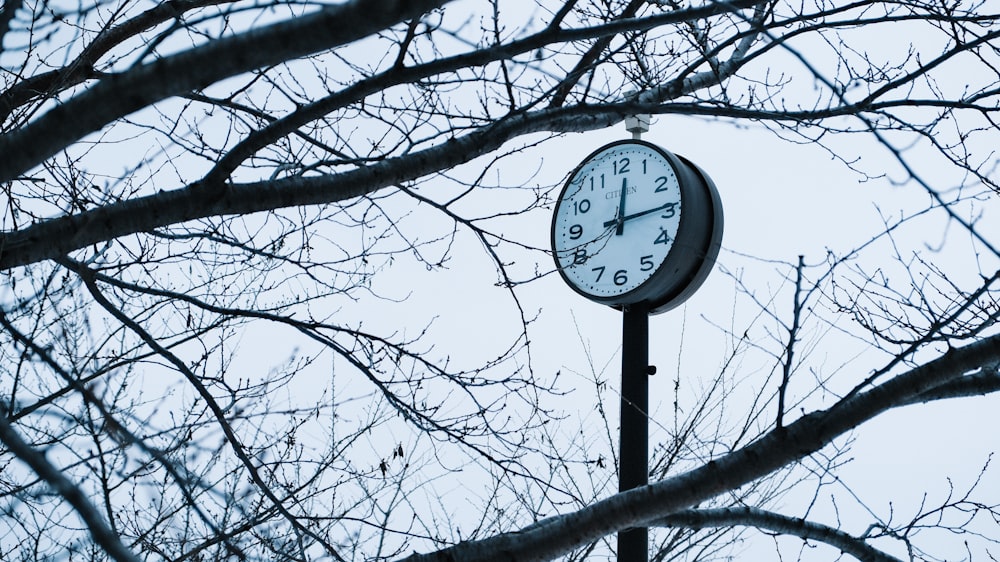 a clock on a pole in front of a tree