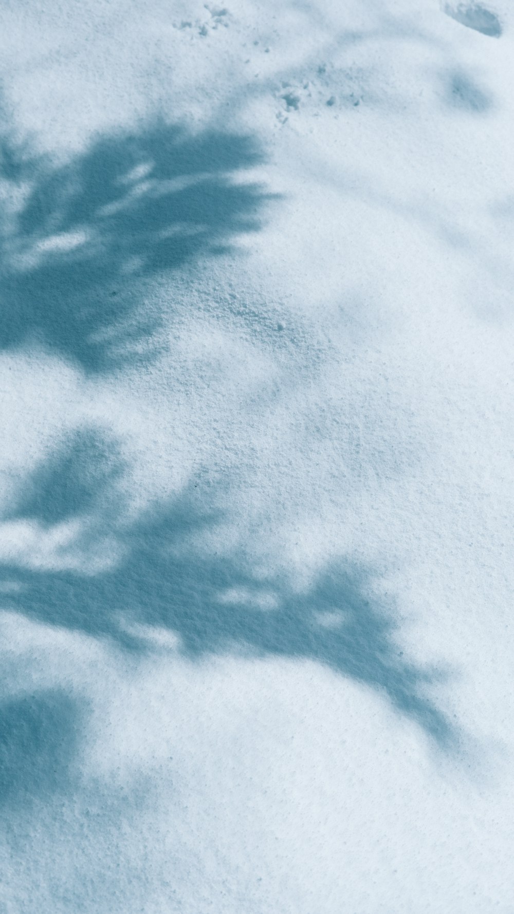 the shadow of a tree on the snow
