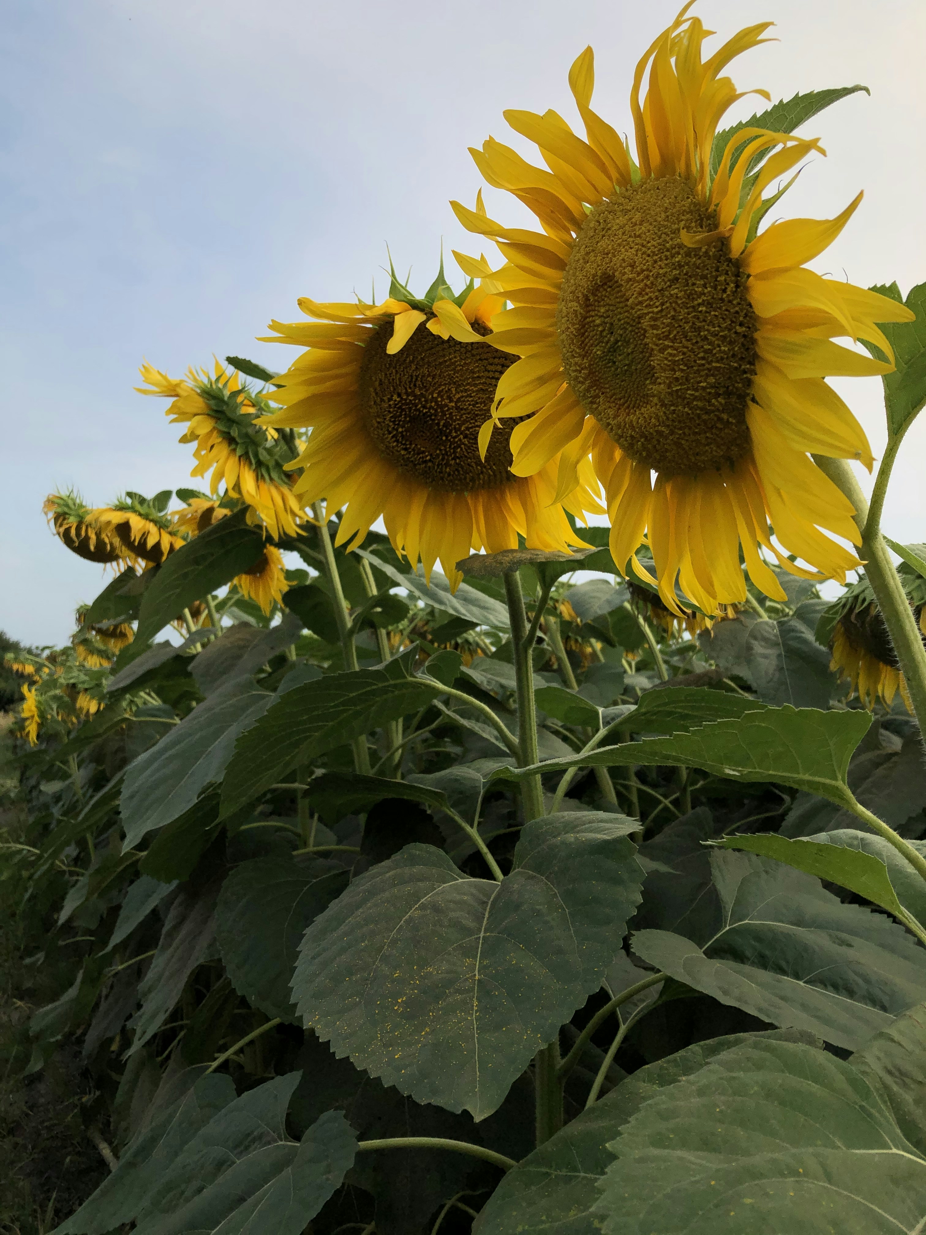 Photo by valentyna_loiko