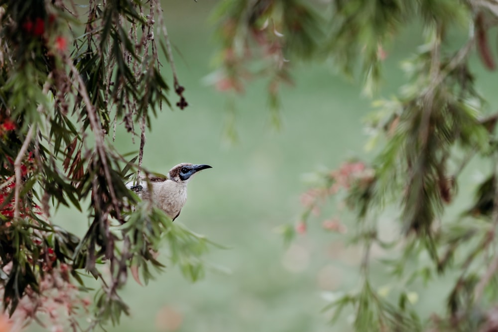 a small bird perched on a branch of a tree