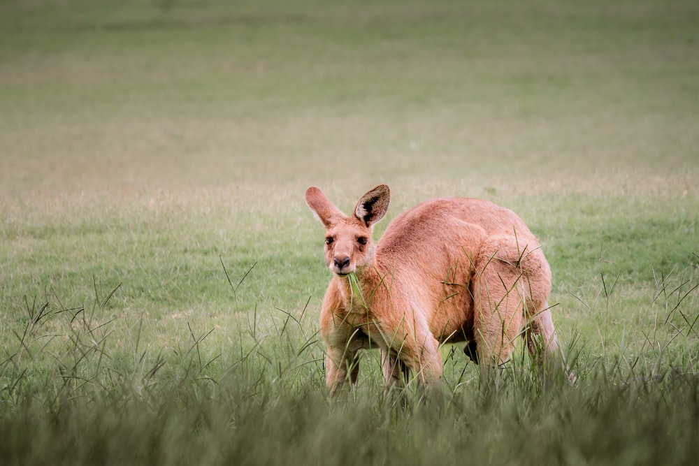 a kangaroo standing in a field of tall grass