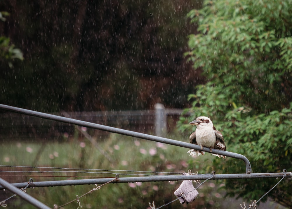 a bird sitting on a power line in the rain