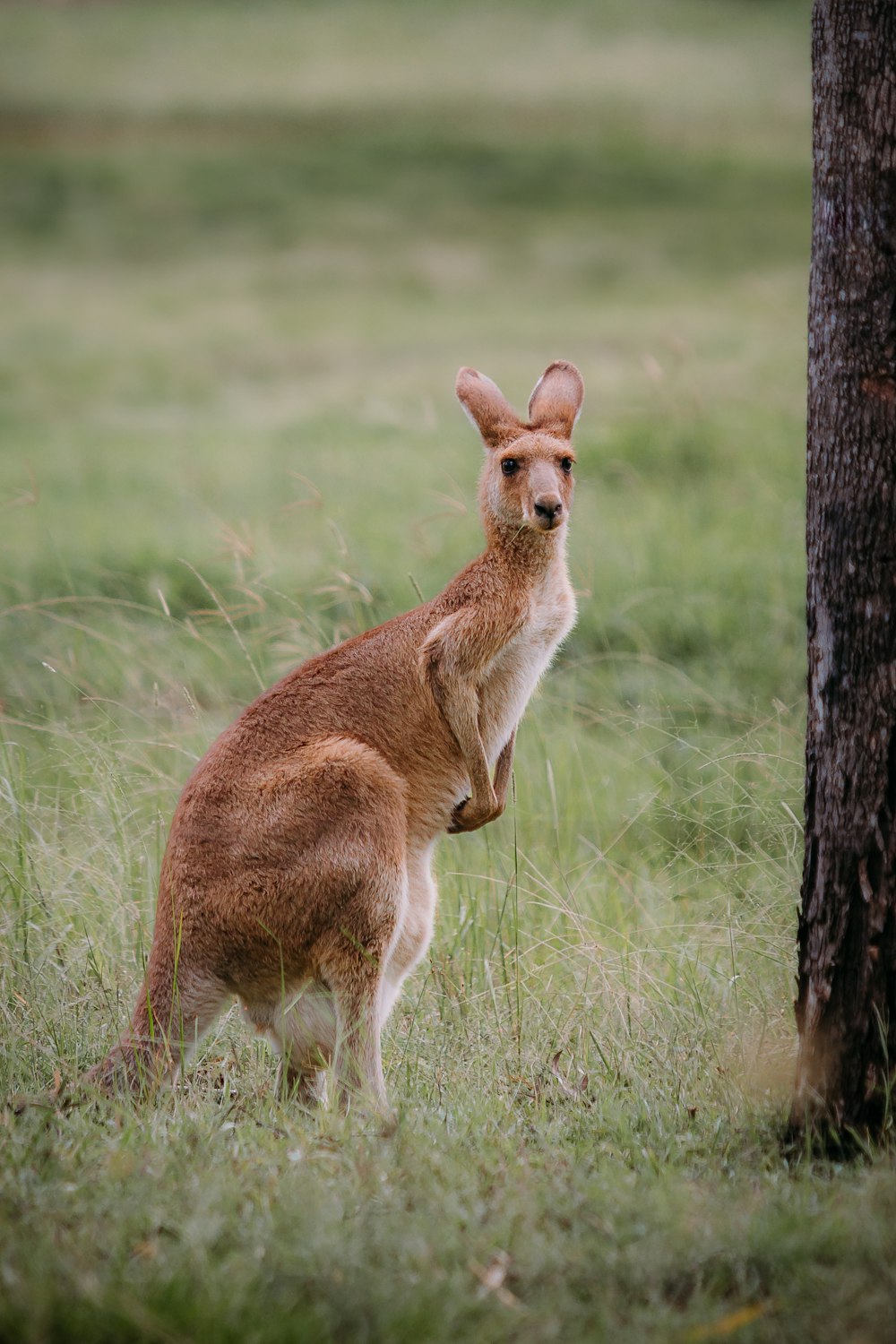 a kangaroo standing next to a tree in a field