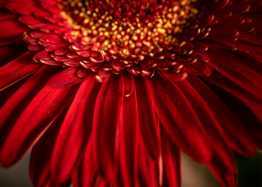 a close up of a red flower with a yellow center