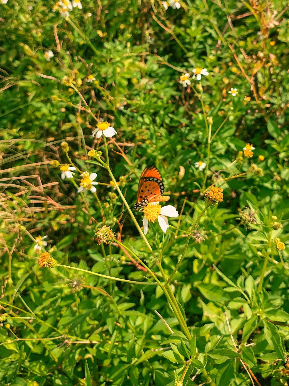 a butterfly sitting on top of a flower in a field