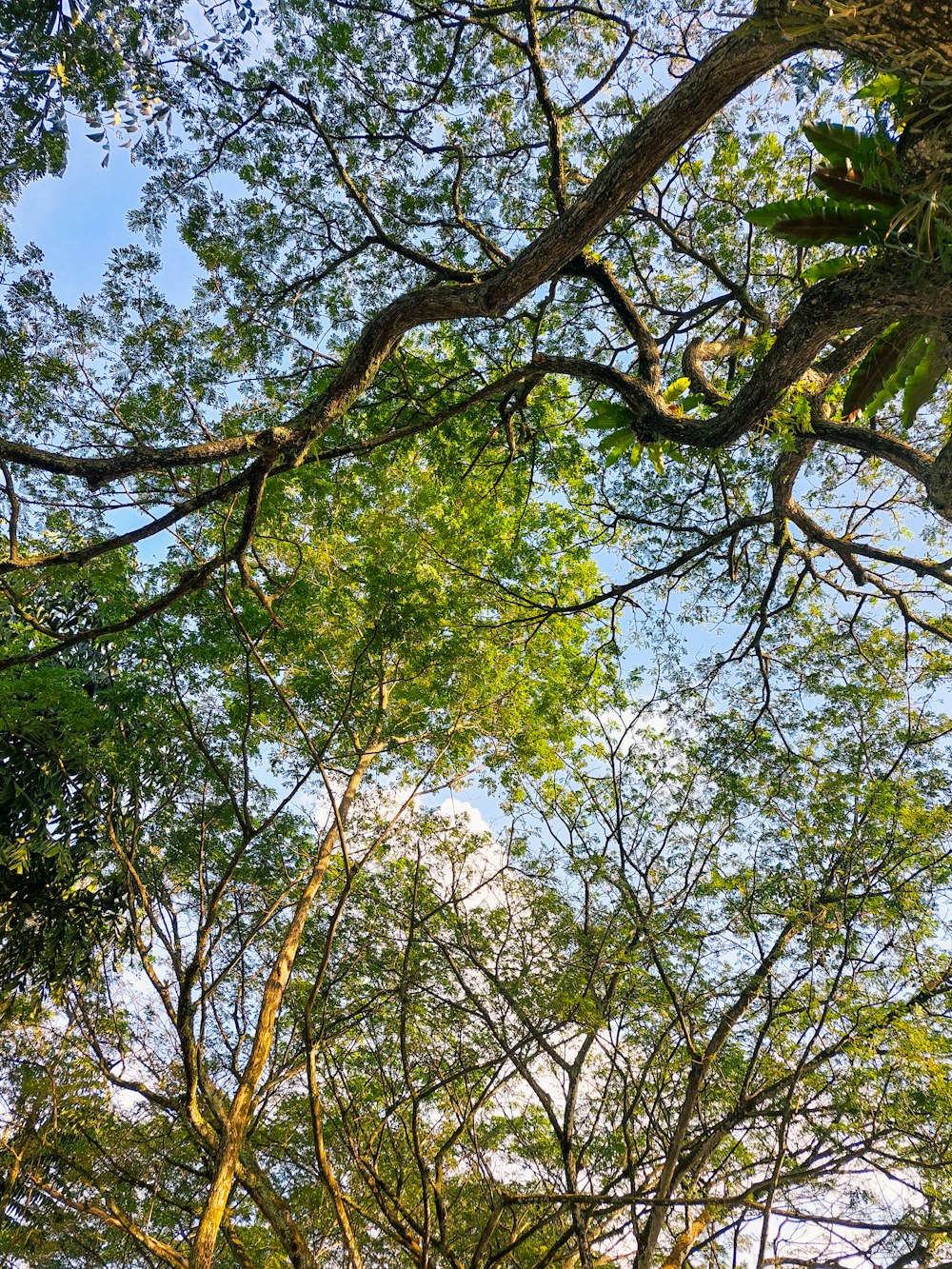 Regarder dans la canopée d’un arbre