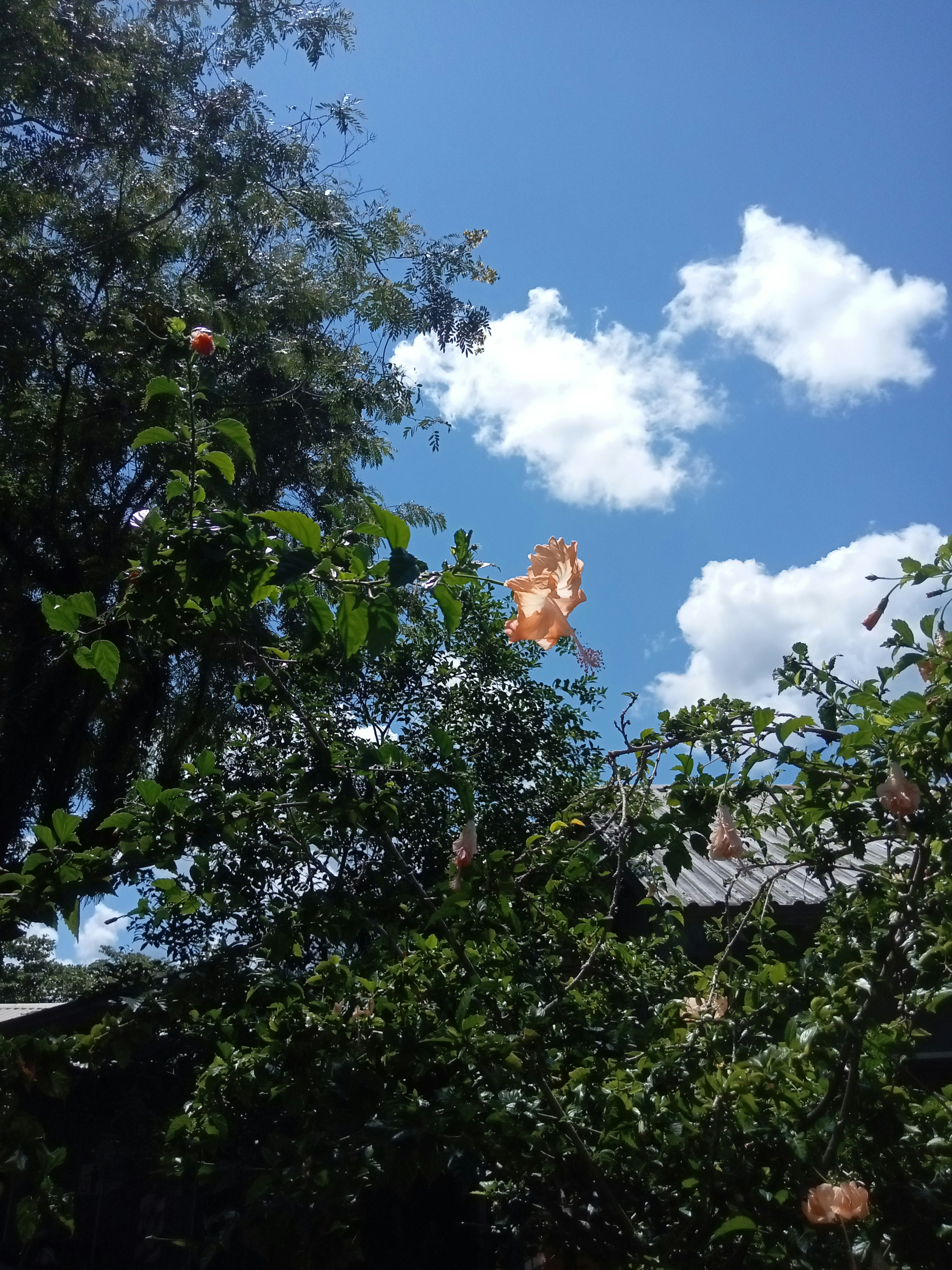 un albero frondoso con un cielo blu sullo sfondo