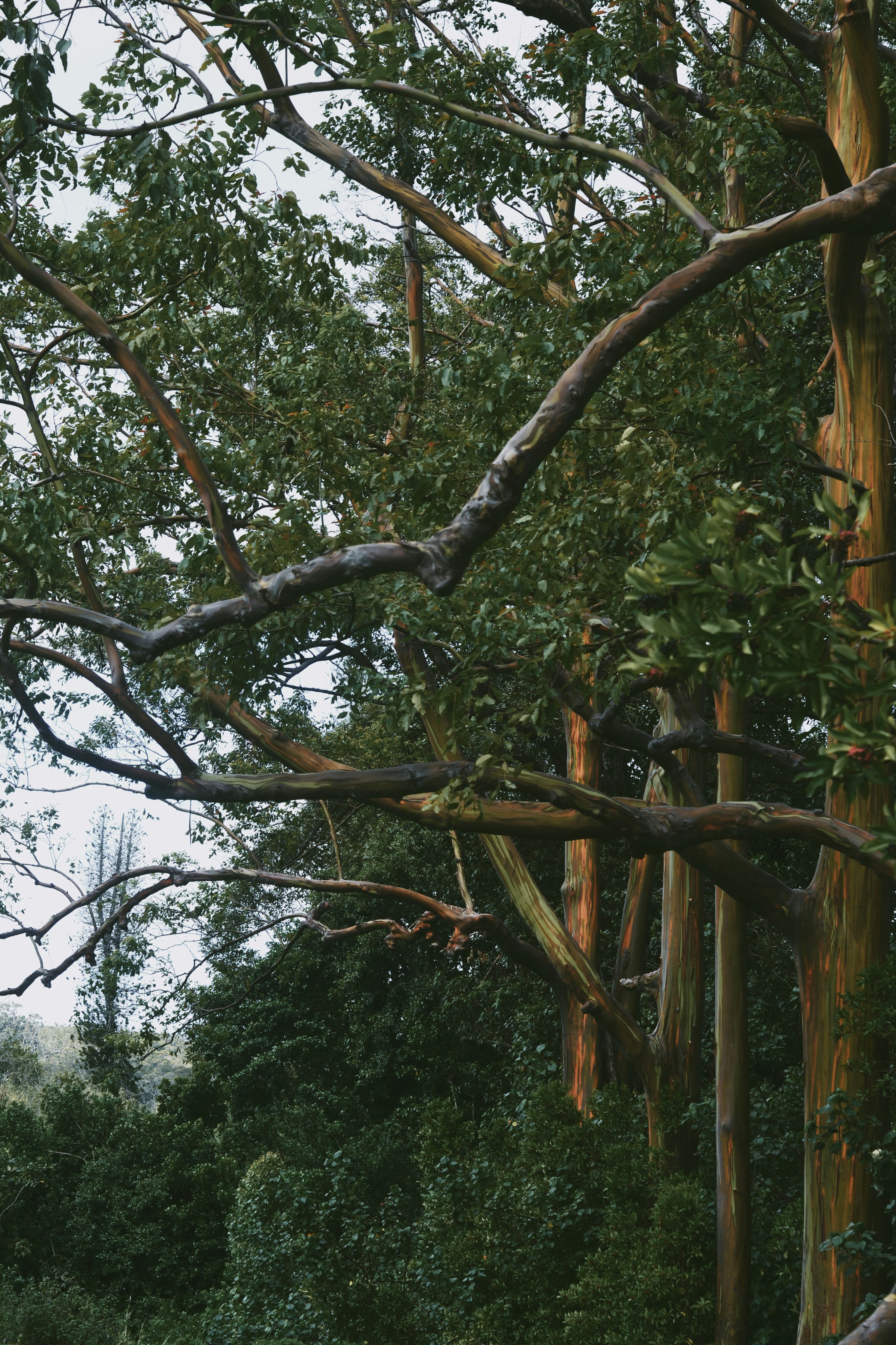 a couple of trees that are next to each other