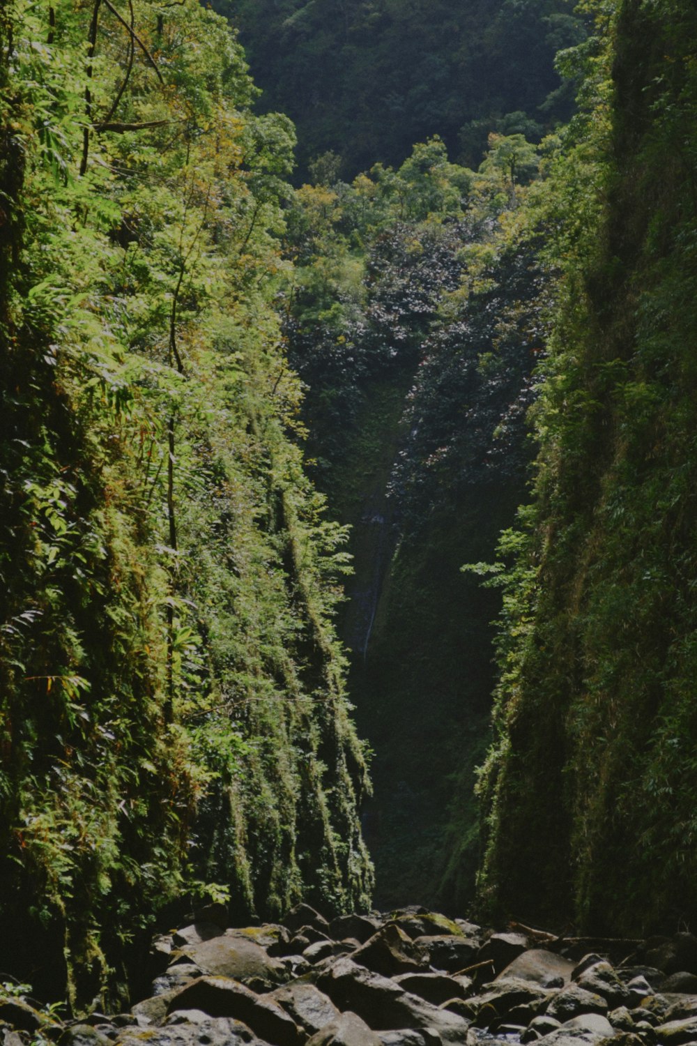 a river running through a lush green forest