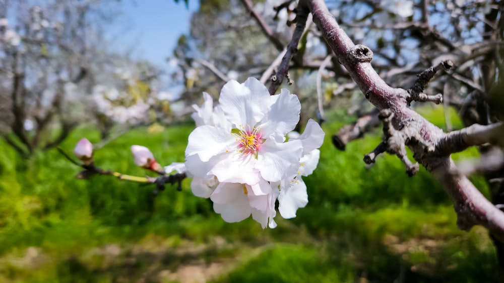 a close up of a flower on a tree branch