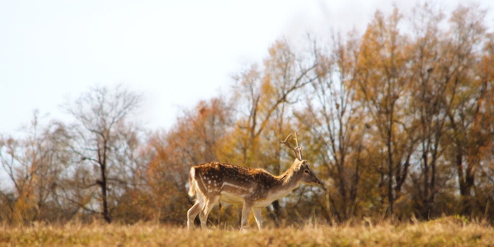 a deer standing in a field with trees in the background