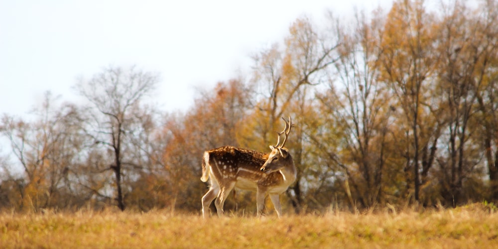 a deer standing on top of a grass covered field