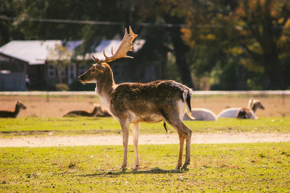 a deer standing on top of a lush green field