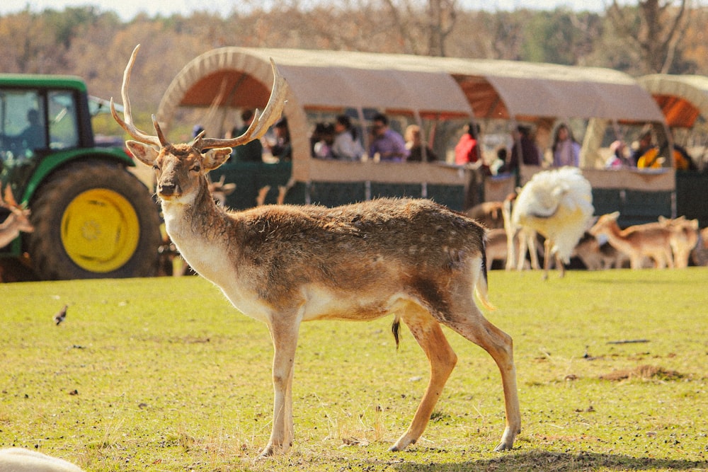 a herd of deer standing on top of a lush green field