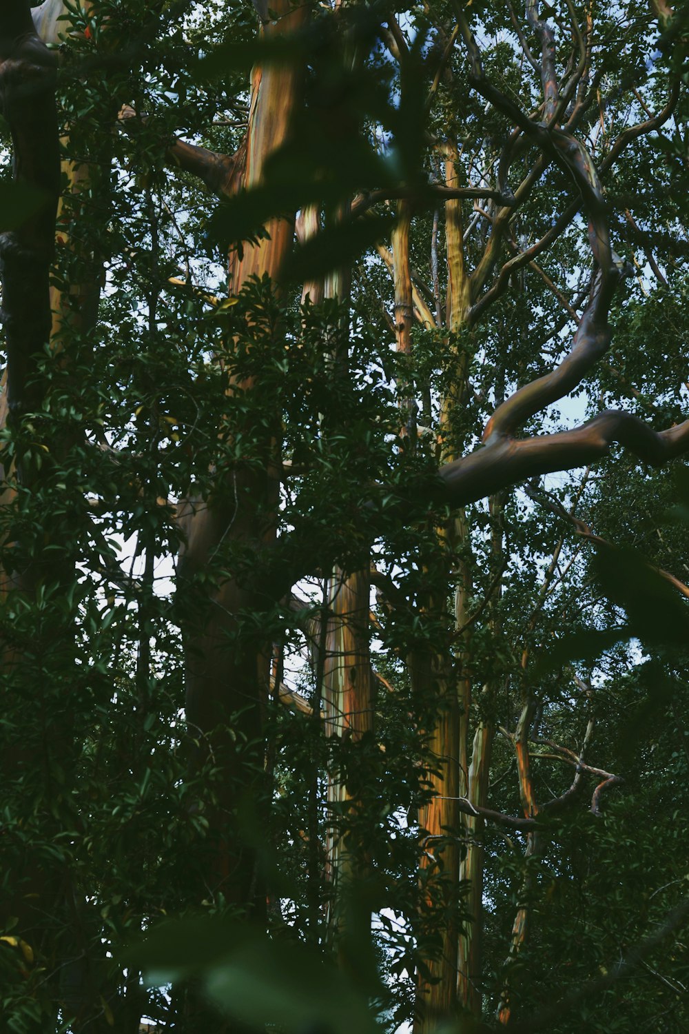 a forest filled with lots of tall trees