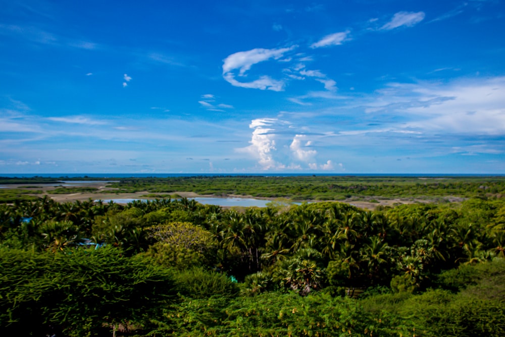 a blue sky with clouds over a lush green forest