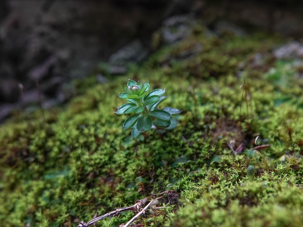 a small plant is growing out of the moss