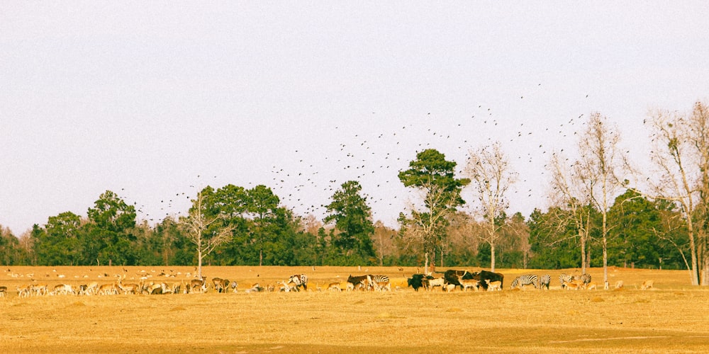 a herd of cattle standing on top of a dry grass field