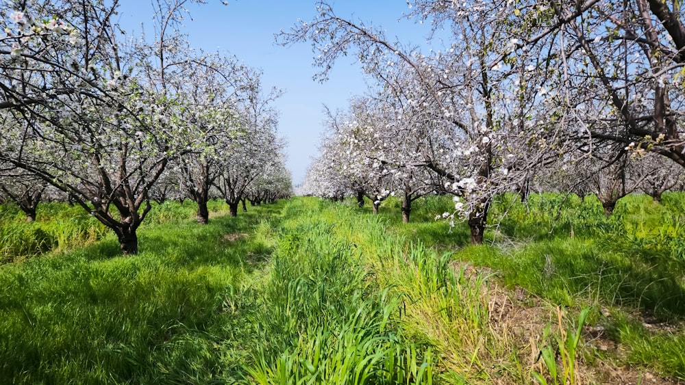 a field with lots of trees and grass