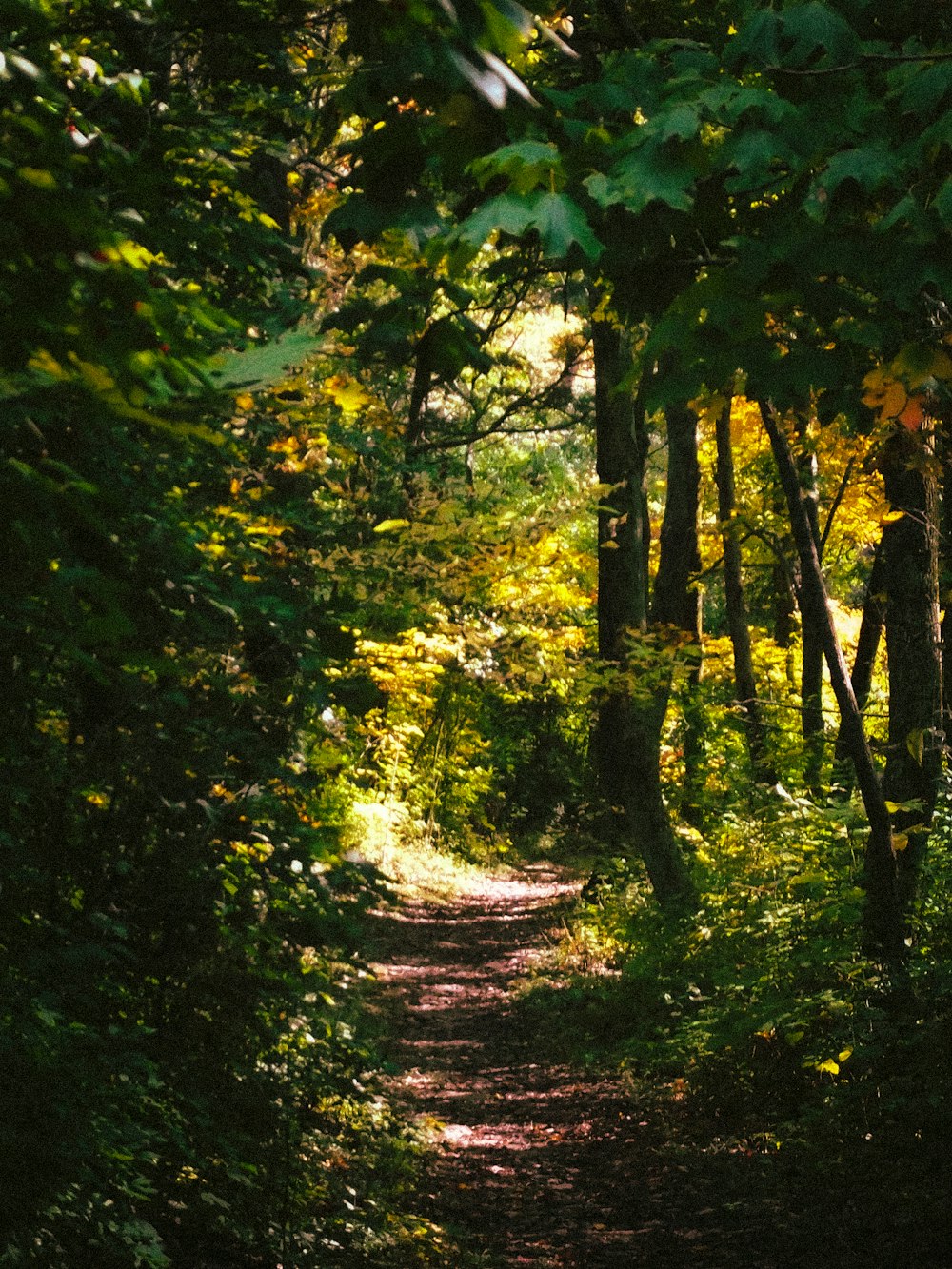 a path through a forest with lots of trees