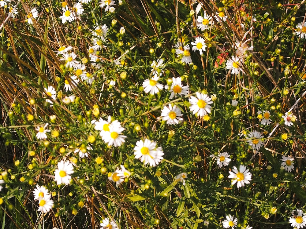 a bunch of daisies growing in a field
