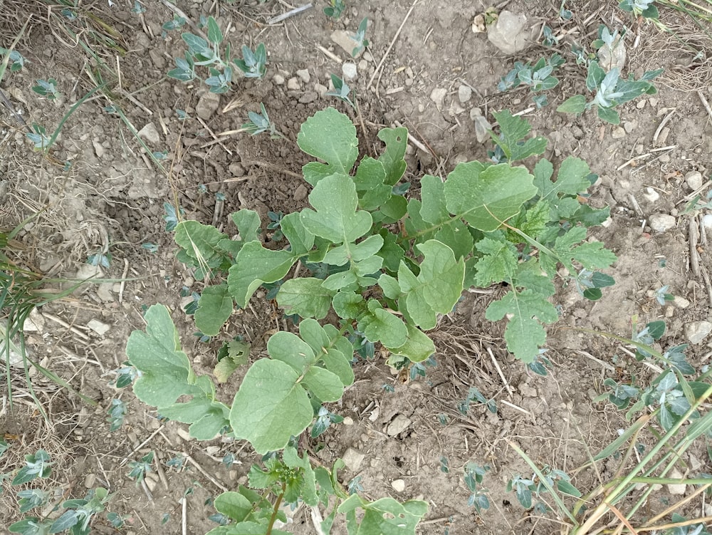 una piccola pianta che cresce dal terreno