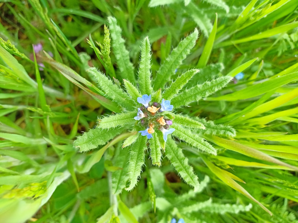 a close up of a green plant with blue flowers