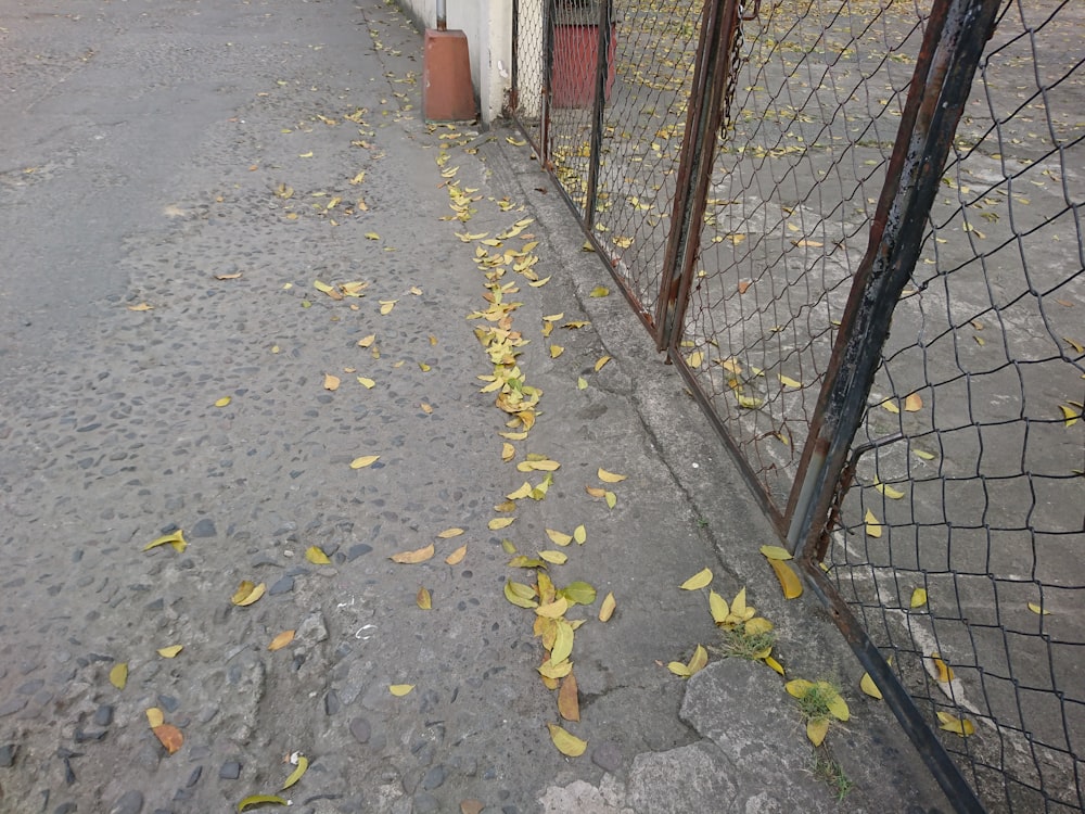 a fence that has fallen leaves on it