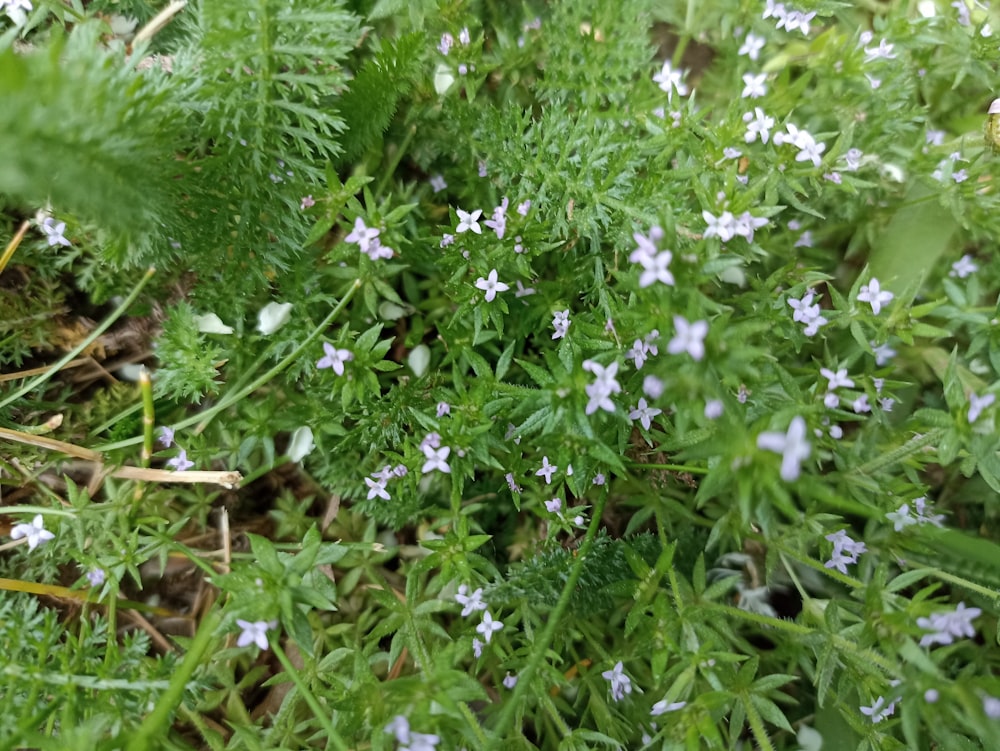 a bunch of small blue flowers growing in the grass